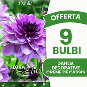 Offerta 9 Bulbi Dahlia Decorative Creme de Cassis
