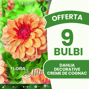 Offre spéciale : 9 bulbes de dahlias décoratifs Crème de Cognac