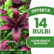 OFFERTA 14 BULBI LILIUM ASIATIC BLACKLIST