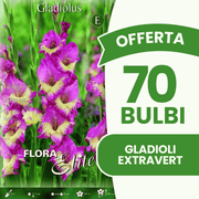 Offre 70 bulbes de glaïeuls extravertis