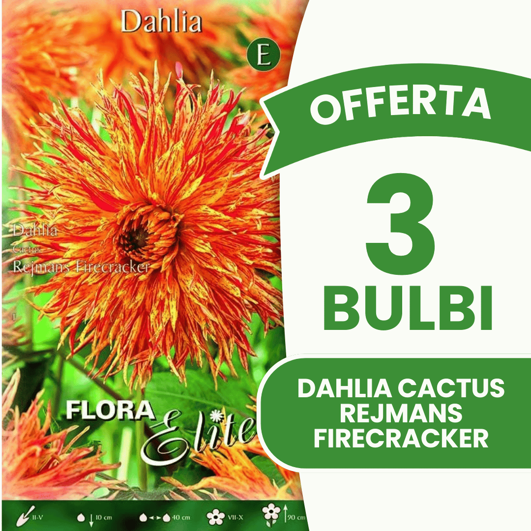 Offerta 3 Bulbi Dahlia Cactus Rejmans Firecracker