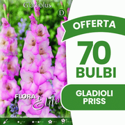 Offerta 70 Bulbi Gladioli Priss