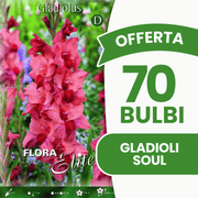 Angebot: 70 Soul-Gladiolenzwiebeln