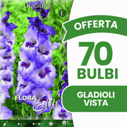 Offre 70 bulbes de glaïeuls Vista