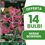 Offerta 14 Bulbi Nerine Bowendii