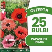 OFFERTA 25 BULBI PAPAVERO IN MIX DI COLORI