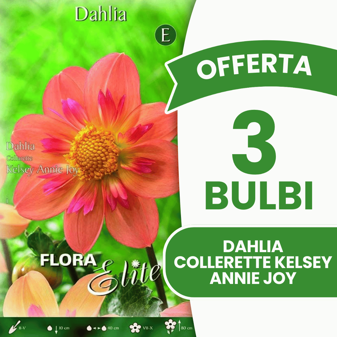 Offre spéciale : 3 bulbes de dahlia Collarette Kelsey Annie Joy