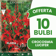 OFFRE DE 150 BULBES DE CROCOSMIA LUCIFER