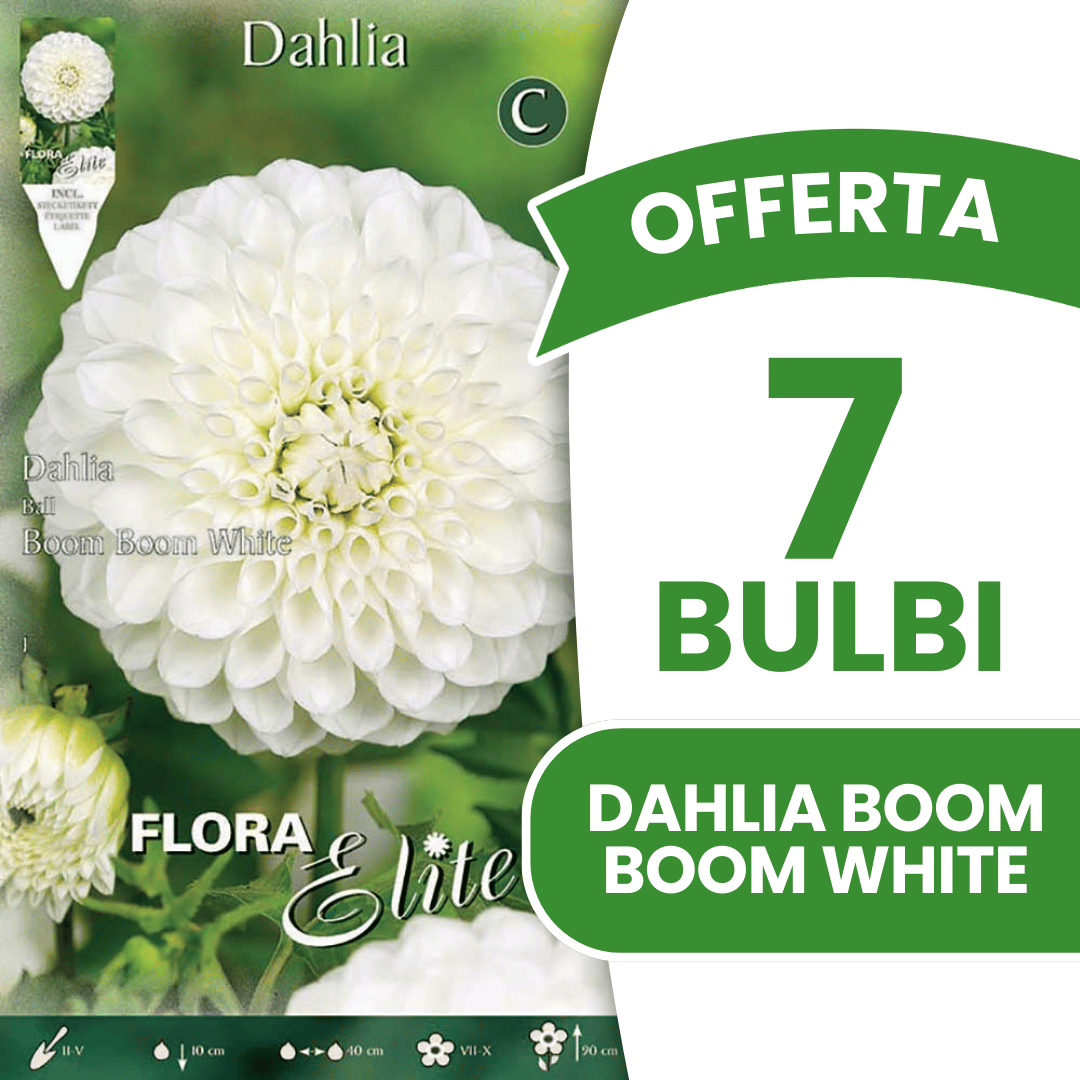 OFFERTA 7 BULBI DAHLIA BOOM BOOM WHITE