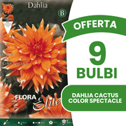 ANGEBOT: 15 Dahlien-Kaktuszwiebeln (Farbspektakel)