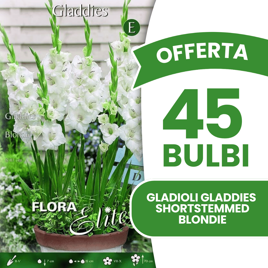 Offerta 45 Bulbi Gladioli Gladdies Blondie