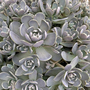 Orostachys in vaso da 13cm