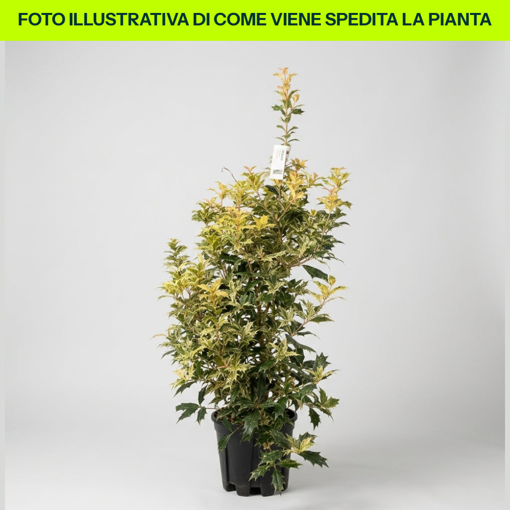 OSMANTHUS TRICOLOR IN VASO 18CM