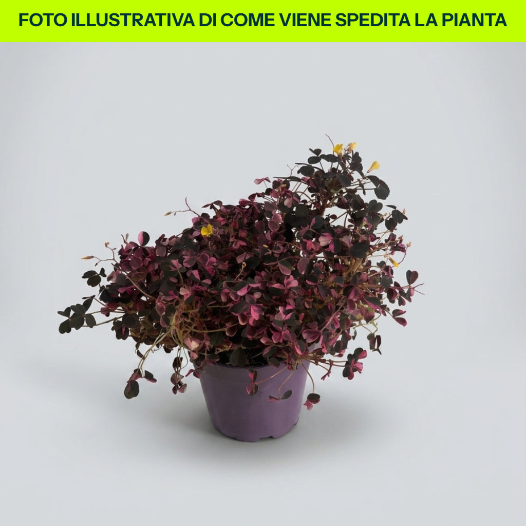 OXALIS VULCANO ROSE EN POT DE 10 CM