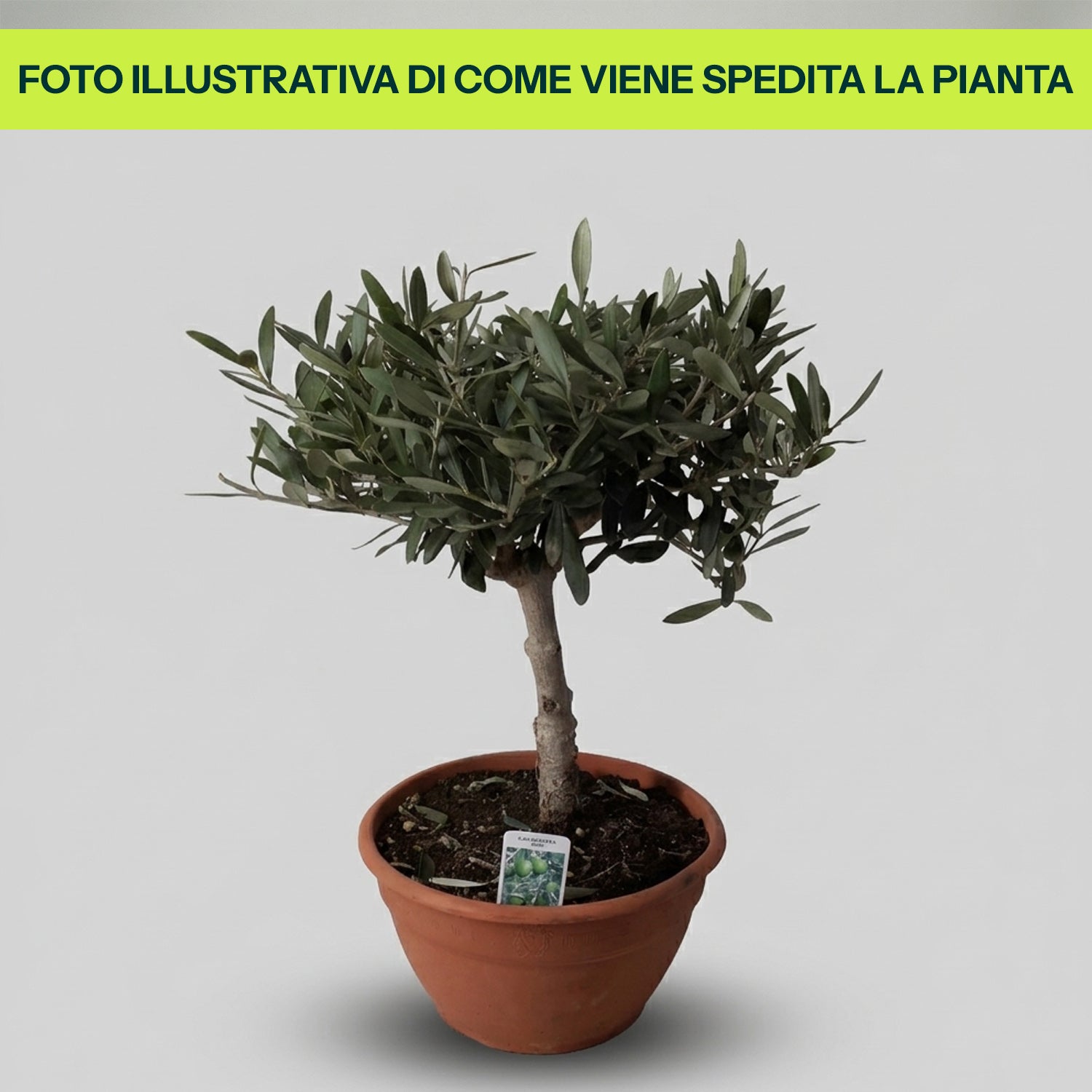 Olea Europaea Bonsai Olivo in Vaso da 20cm