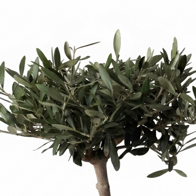 Olea Europaea Bonsai Olivo in Vaso da 20cm