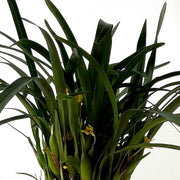 Guzmania Yeltix en pot de 12 cm