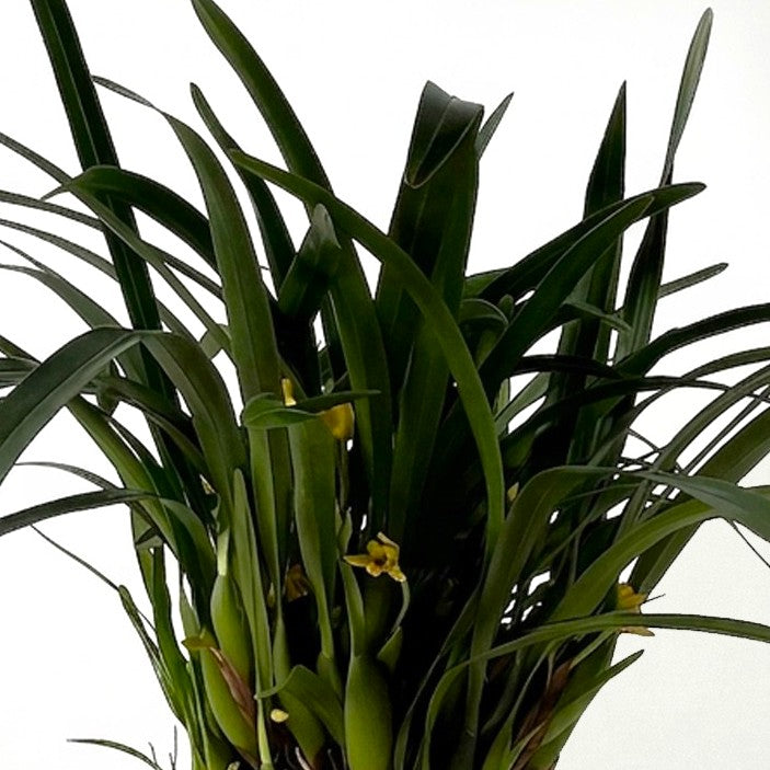 Guzmania Yeltix en pot de 12 cm