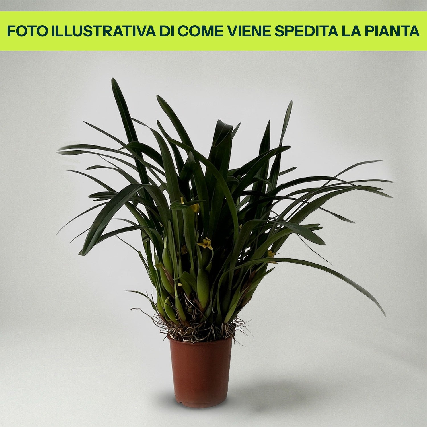 Guzmania Yeltix en pot de 12 cm