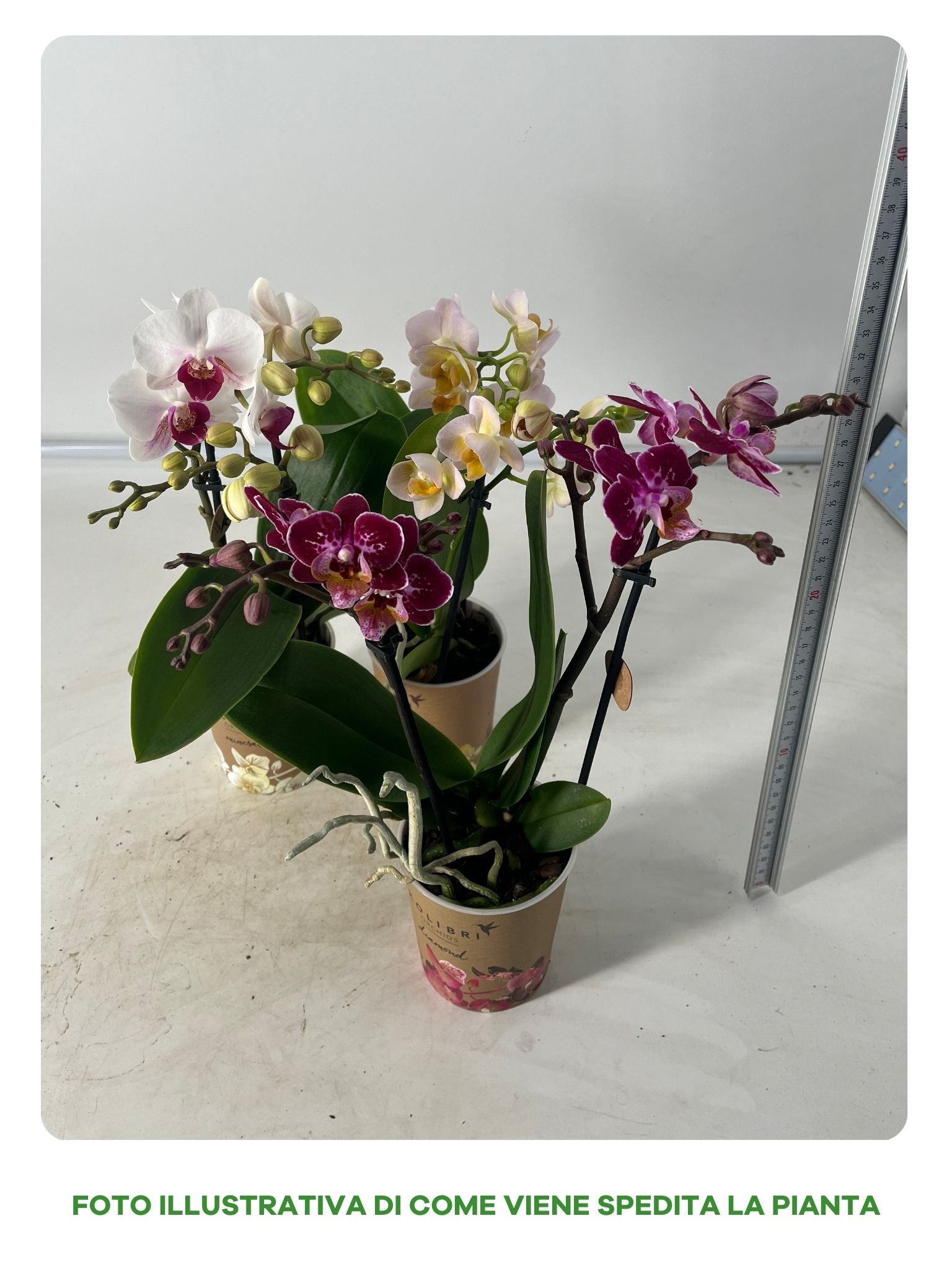 Orchidea Phalaenopsis Kolibrie in Vaso da 9cm Colori Assortiti