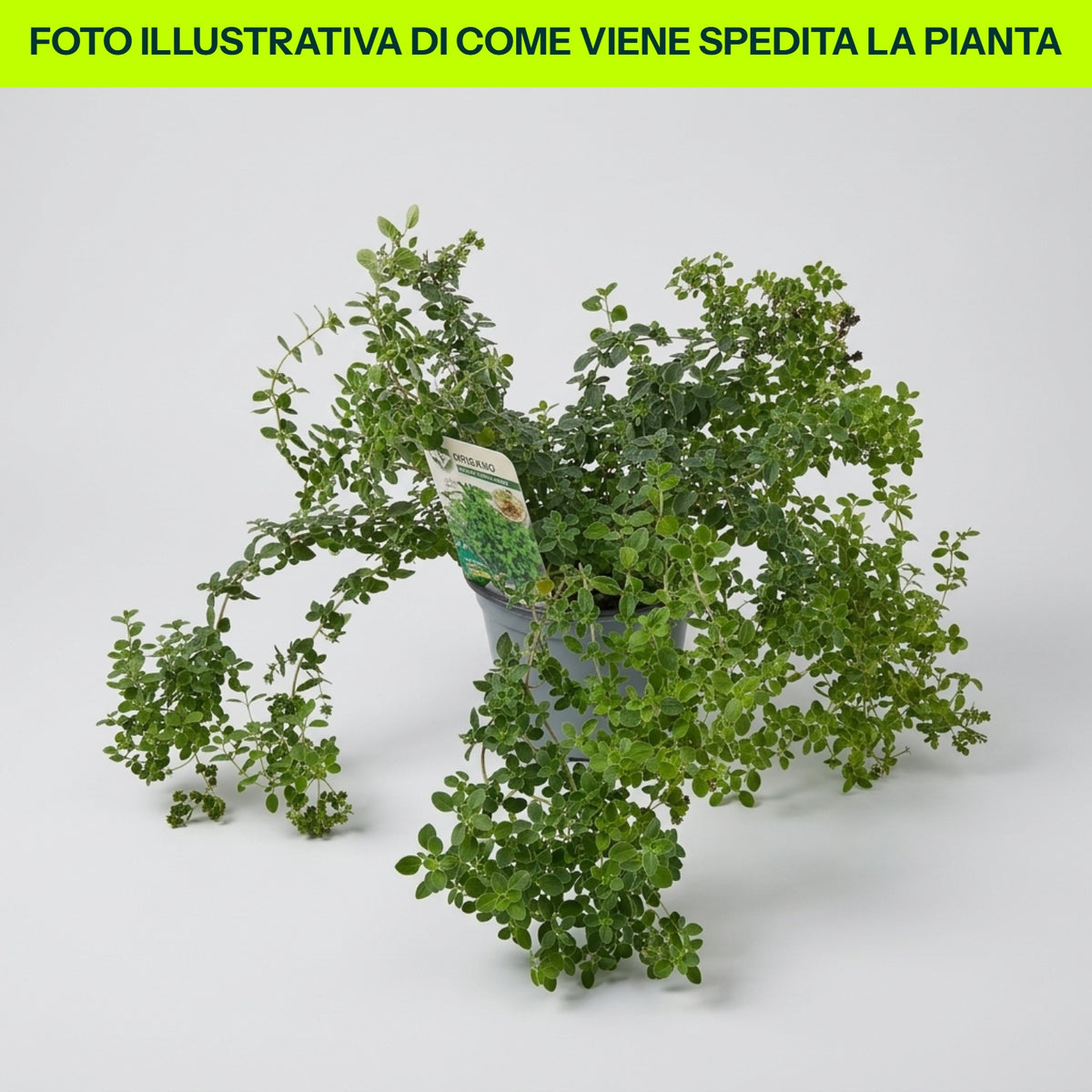 ORIGANO IN VASO 14CM
