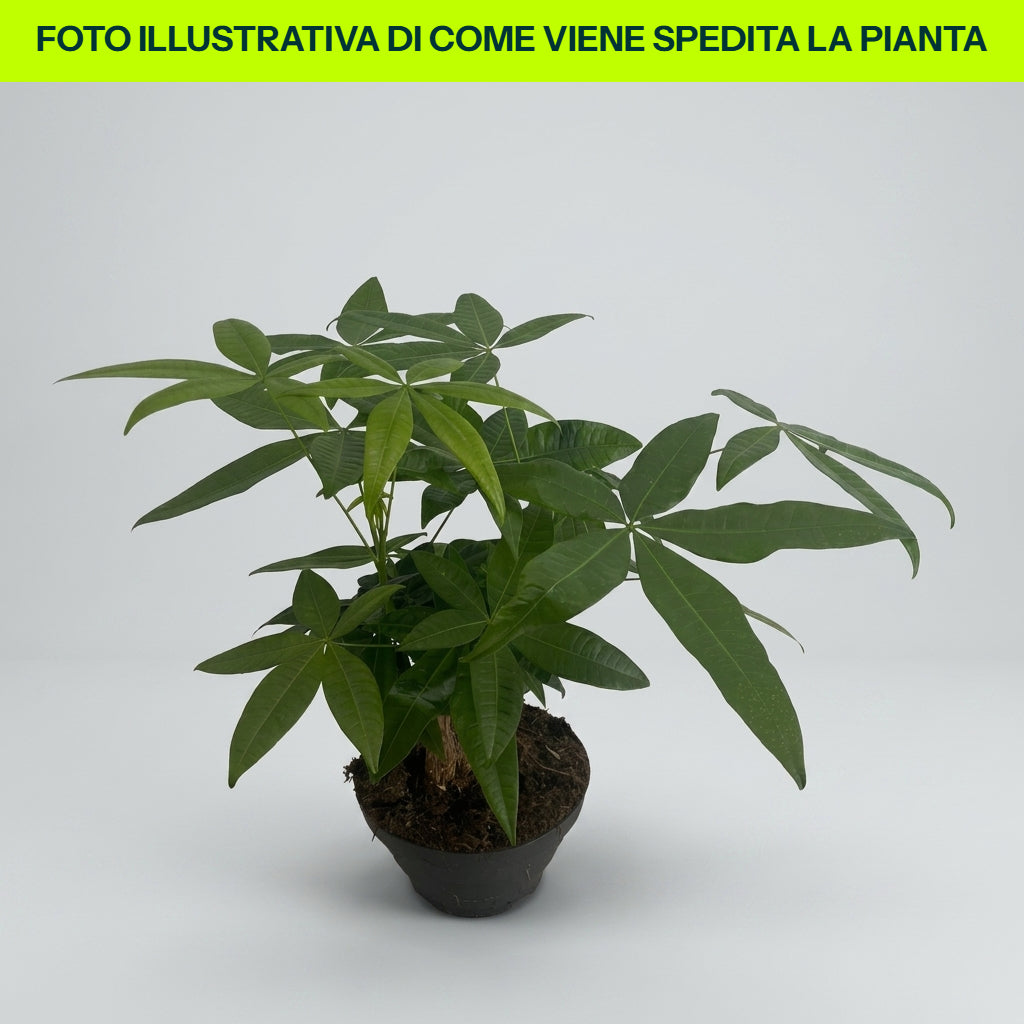 Pachira Aquatica Bonsai in Ciotola da 17cm