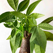 Guzmania Yeltix im 12-cm-Topf