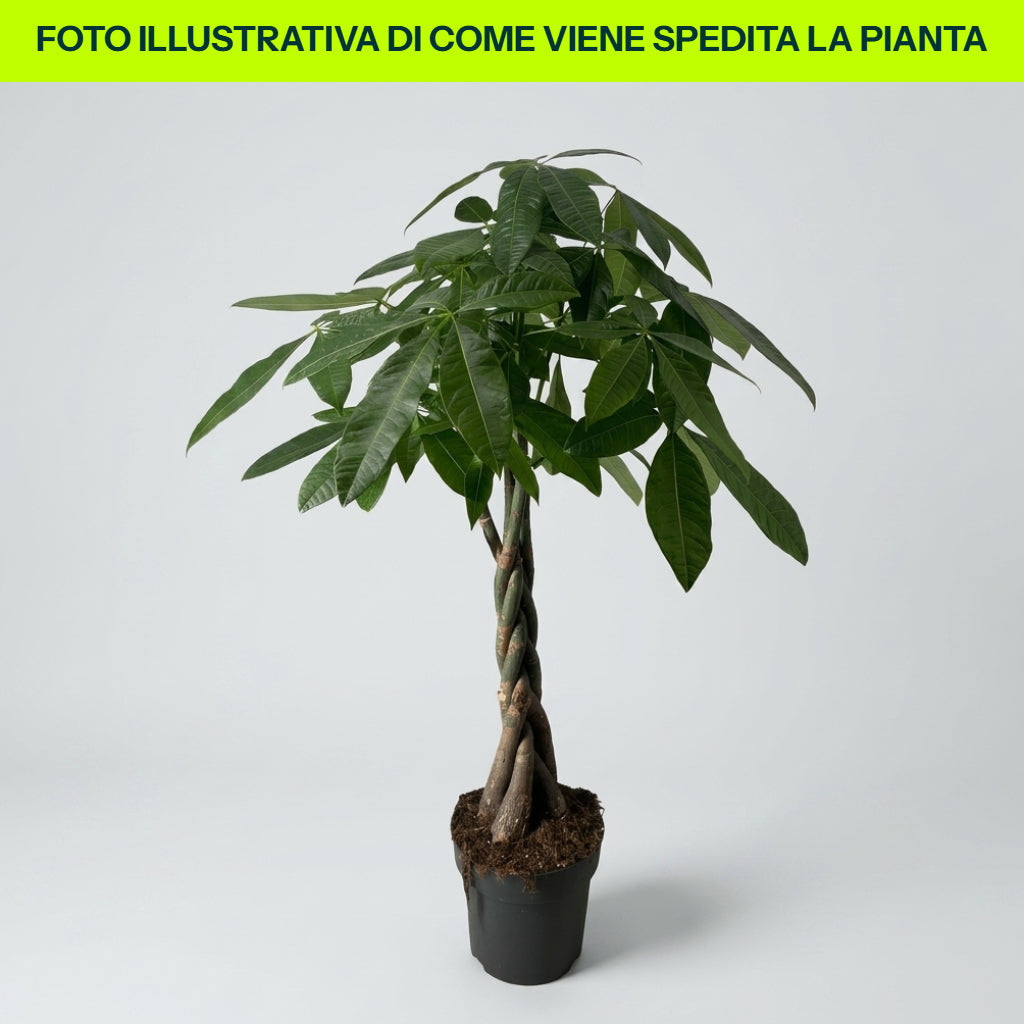 Guzmania Yeltix im 12-cm-Topf