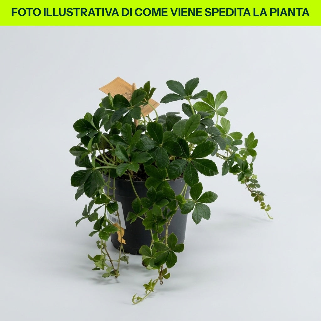 Parthenocissus Striata in vaso da 12cm