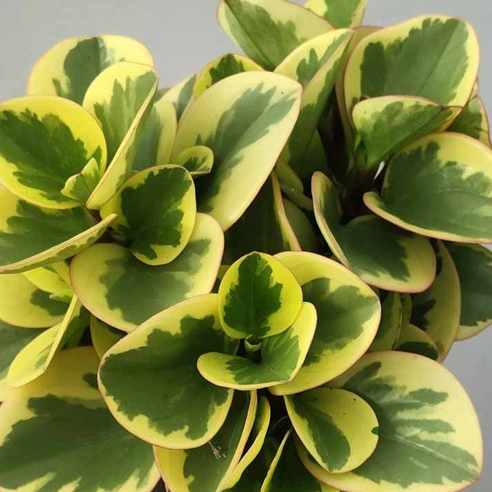 Peperomia Obtusifolia Bicolor in vaso da 17cm