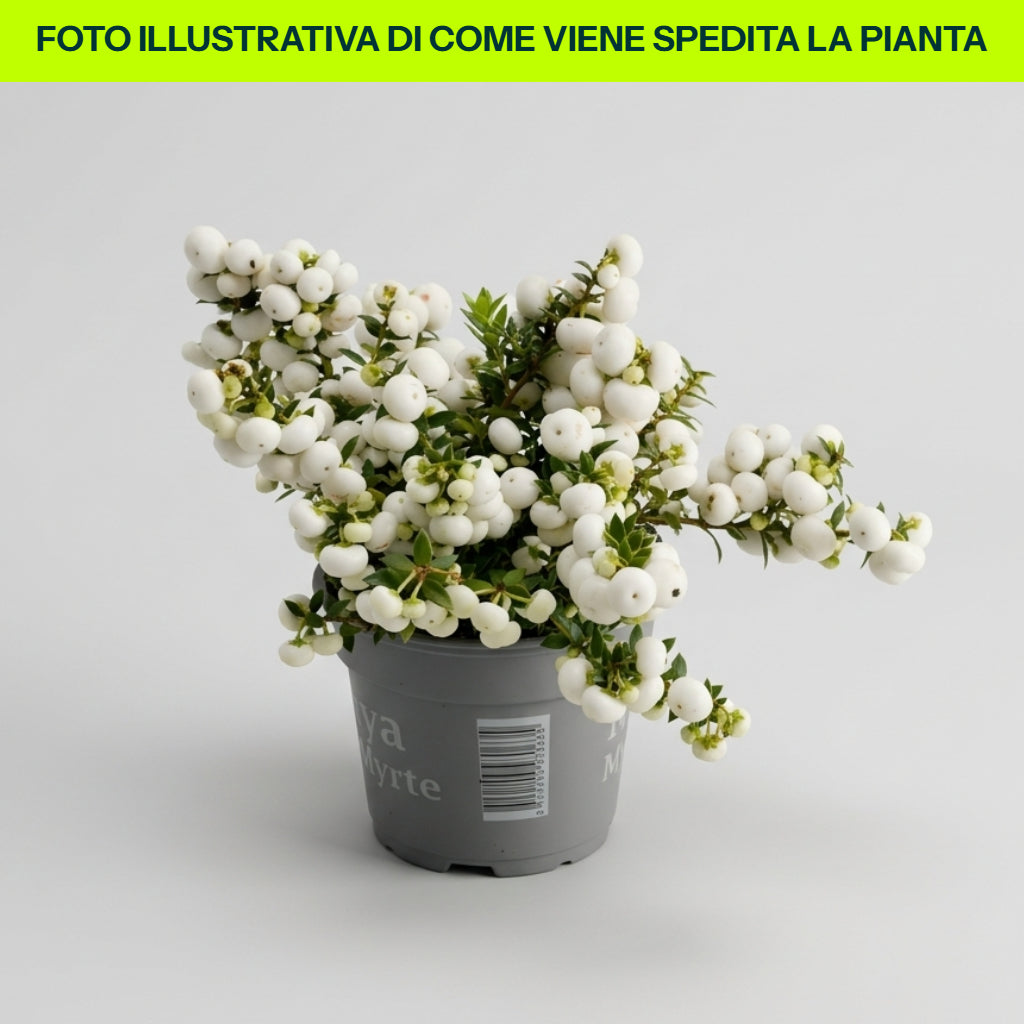POT GAULTHERIA PERNETTYA ROUGE 11CM
