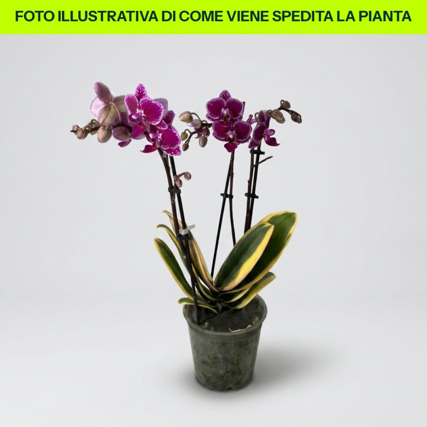 Phalaenopsis Hornglin in vaso da 17cm