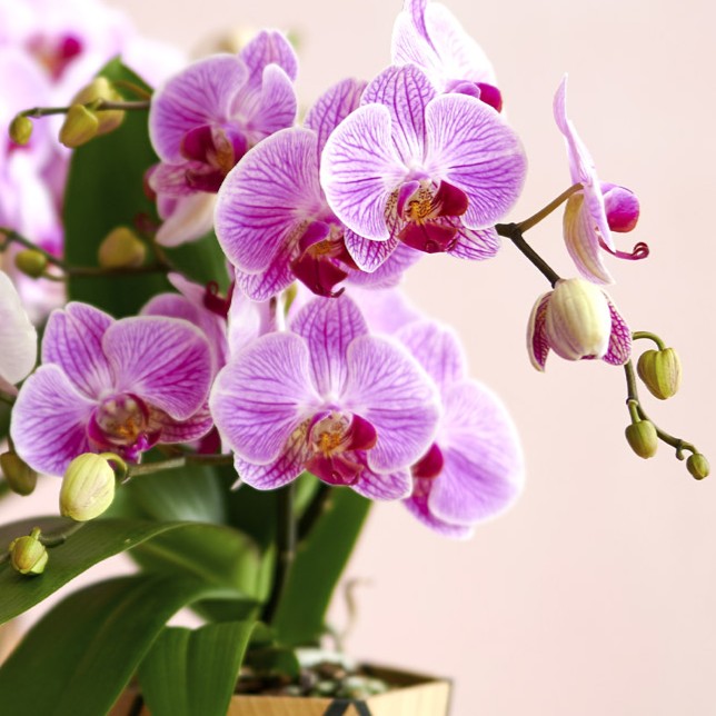 ORCHIDEA PHALAENOPSIS BOHO LOVE ROSA VASO 12CM