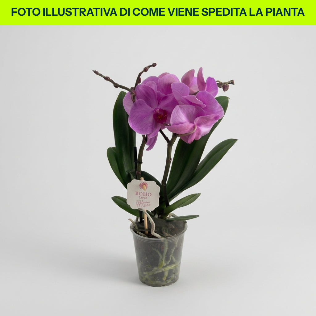 ORCHIDEA PHALAENOPSIS BOHO LOVE ROSA VASO 12CM