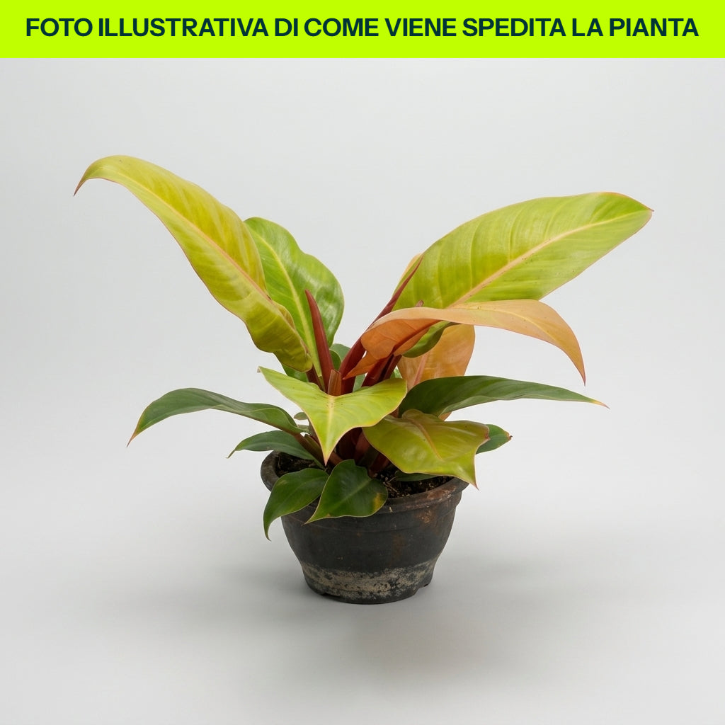 Philodendron 'Prince of Orange' im 12-cm-Topf