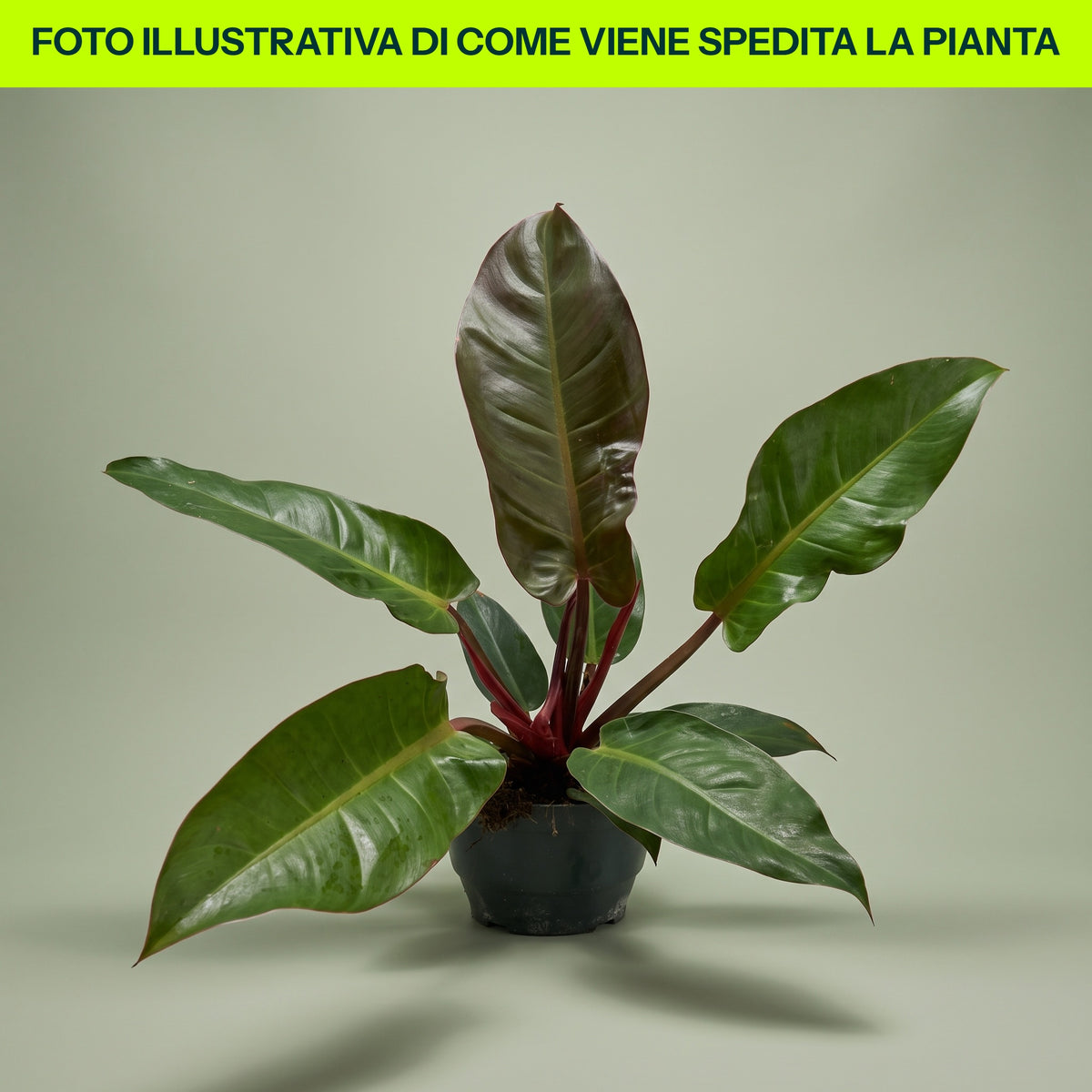 Philodendron Red Sun in ciotola da 17cm