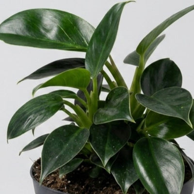 Philodendron Birkin in vaso da 17cm