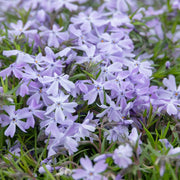 PHLOX SUBULATA EMERALD BLUE VASO 18CM