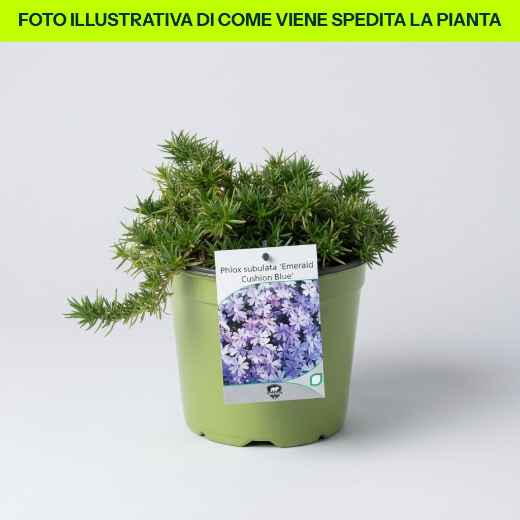 PHLOX SUBULATA EMERALD BLUE VASO 18CM