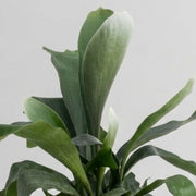 Vase aus Platycerium bifurcatum, 17 cm