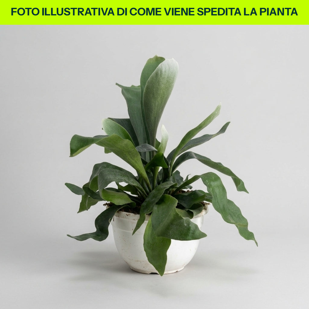 Vase aus Platycerium bifurcatum, 17 cm
