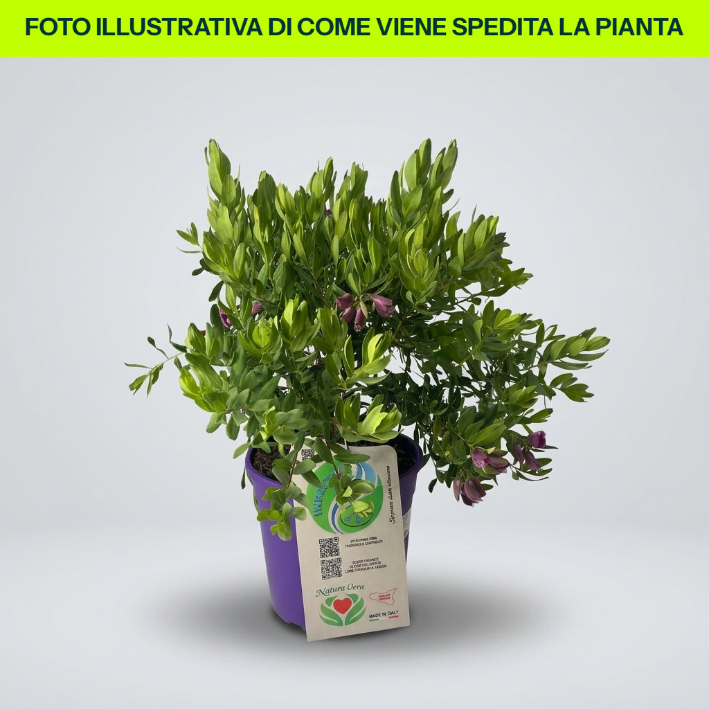 POLYGALA MYRTIFOLIA in vaso da 19cm