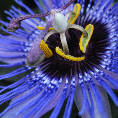 Passiflora Purple Haze in Vaso da 17cm