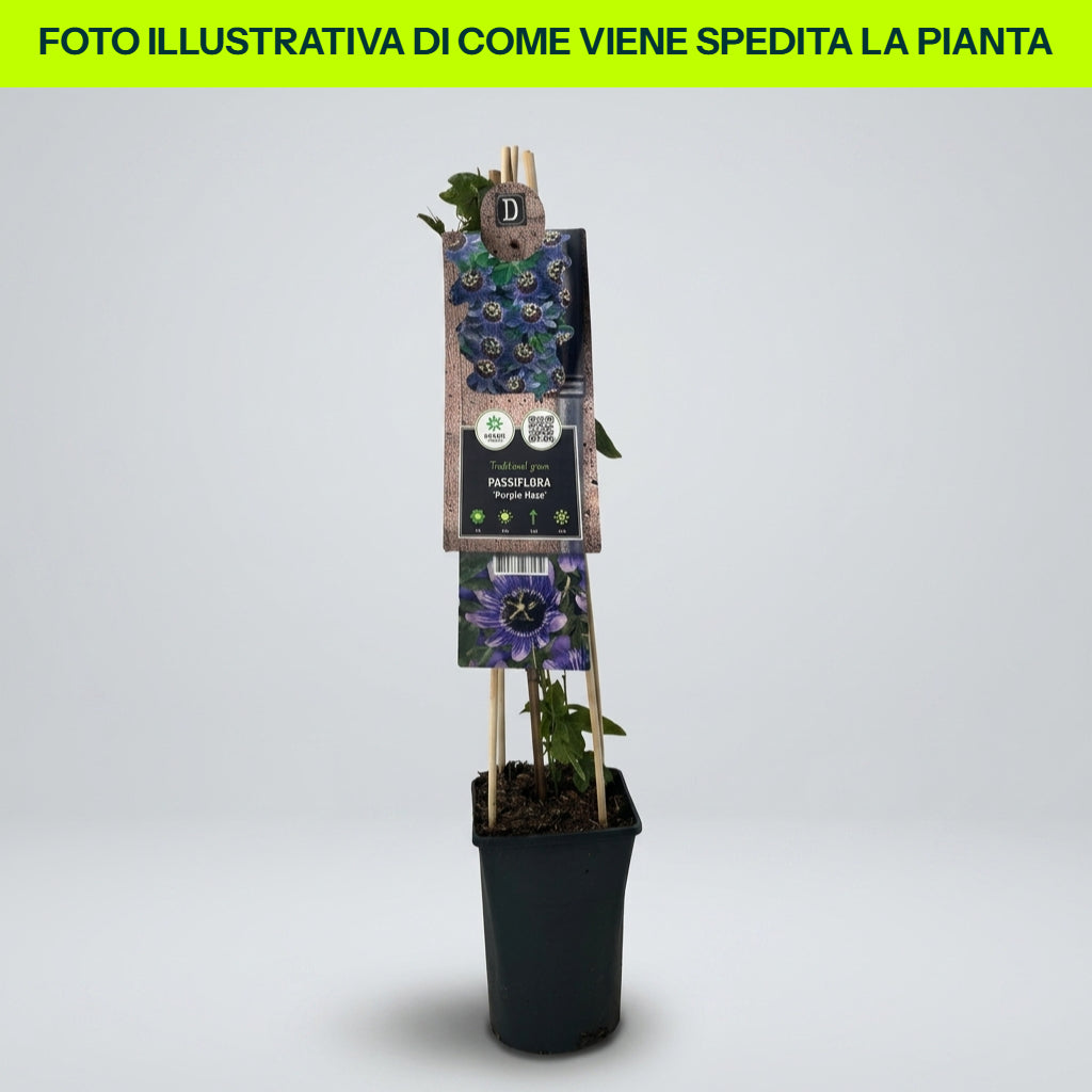 Guzmania Yeltix en pot de 12 cm