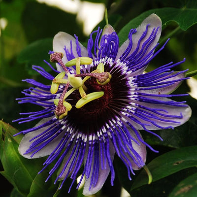 Passiflora Purple Rain in Vaso da 17cm