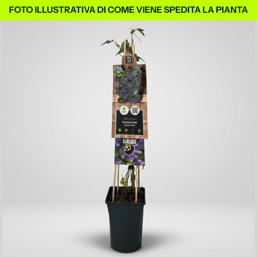 Guzmania Yeltix en pot de 12 cm