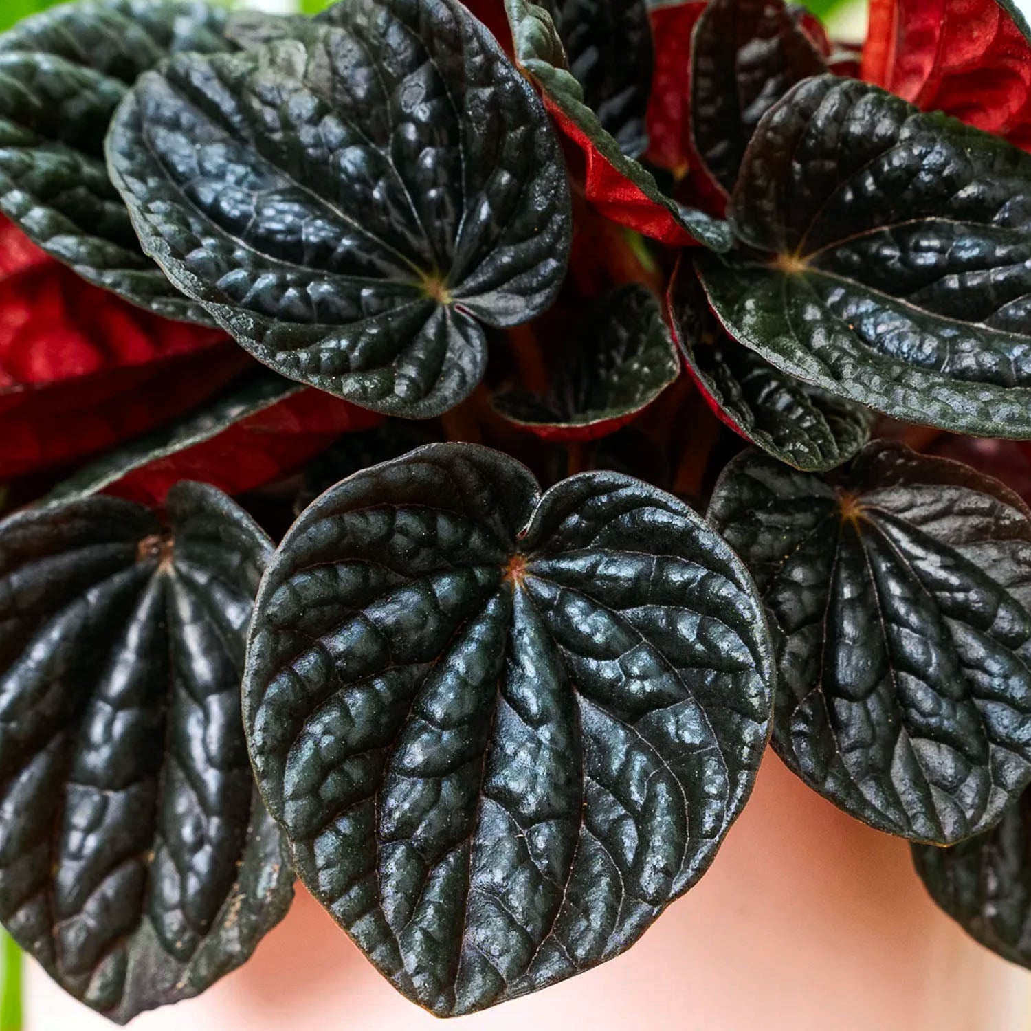 Peperomia Caperata Chocolat in Vaso da 12cm