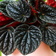 Peperomia Caperata Chocolat in Vaso da 12cm