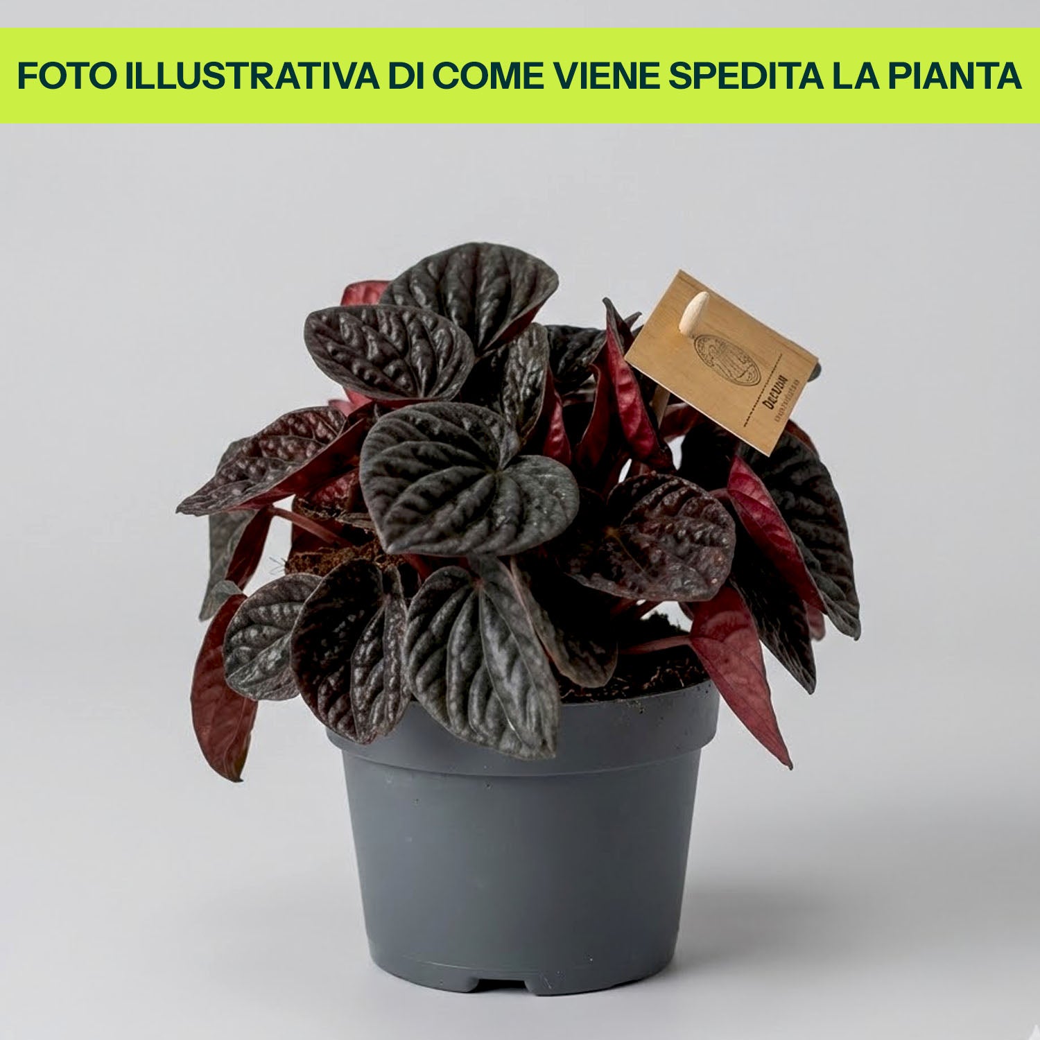 Peperomia Caperata Chocolat in Vaso da 12cm