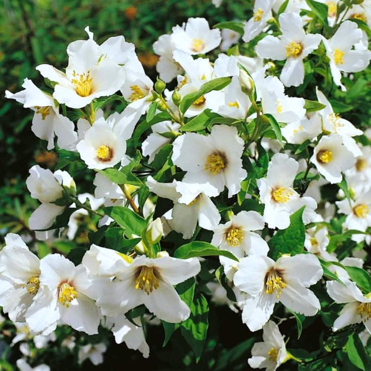 Philadelphus Lemoinei in Vaso da 18cm
